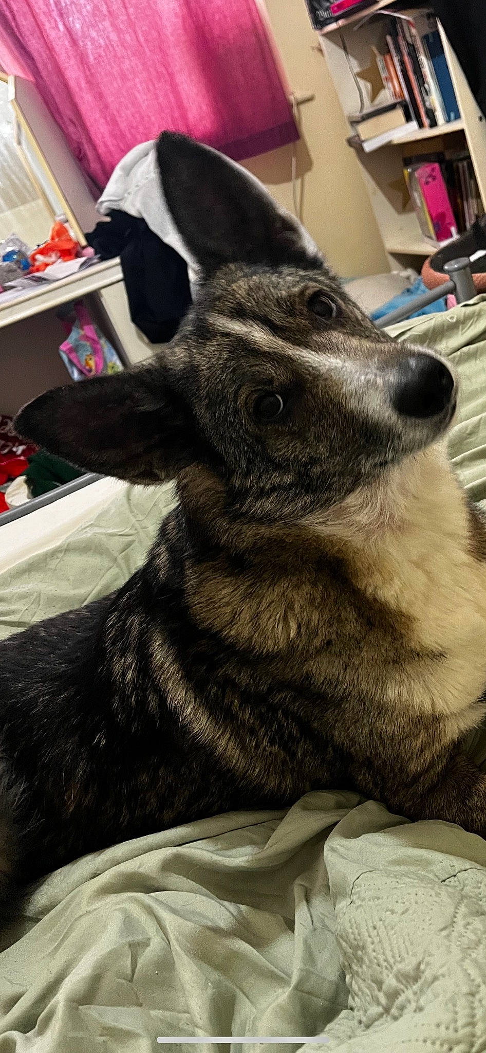 Basil joined the competition — help win amazing prizes! bookcase, box, cabinetry, canidae, carnivore, companion_dog, dog, dog_breed, drawer, ear, fur, jaw, shelf, shelving, snout, sporting_group, terrestrial_animal, whiskers, working_animal