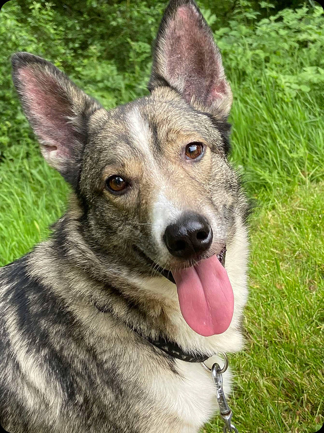 Basil is registered to the contest to win money with this photo: canidae, carnivore, czechoslovakian_wolfdog, dog, dog_breed, jamthund, koolie, kunming_wolfdog, mammal, native_american_indian_dog, northern_inuit_dog, norwegian_elkhound, rare_breed_dog, saarloos_wolfdog, seppala_siberian_sleddog, swedish_vallhund, tamaskan_dog, vertebrate, west_siberian_laika, wolfdog