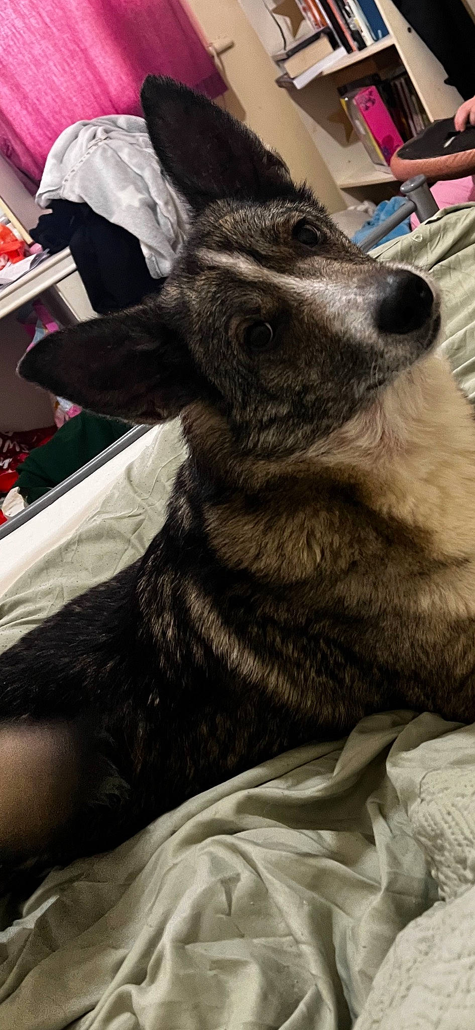 Basil joined the competition — help win amazing prizes! canidae, carnivore, claw, companion_dog, dog, dog_breed, domestic_short_haired_cat, fur, guard_dog, human_leg, livestock, non_sporting_group, paw, snout, sporting_group, street_dog, terrestrial_animal, whiskers, working_animal, working_dog