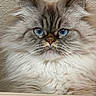 Luna is registered to the contest to win money with this photo: cat, fluffy, blue_eyes, close_up, portrait, feline, long_hair, whiskers, face, ears, pet, animal, indoor, fur, cute, mammal, looking, texture, beige_background, domestic_cat