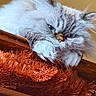 Luna joined the competition — help win amazing prizes! cat, fluffy, blue_eyes, feline, pet, indoor, wooden_surface, orange_blanket, relaxed, close_up, face, whiskers, fur, cute, cozy, resting, animal, looking, soft_light, portrait