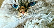 Luna joined the competition — help win amazing prizes! cat, blue_eyes, fluffy, fur, paw, close_up, pet, animal, relaxed, resting, whiskers, indoor, cute, mammal, feline, portrait, soft, cozy, domestic_animal, face