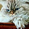 cat, blue_eyes, fluffy, fur, paw, close_up, pet, animal, relaxed, resting, whiskers, indoor, cute, mammal, feline, portrait, soft, cozy, domestic_animal, face