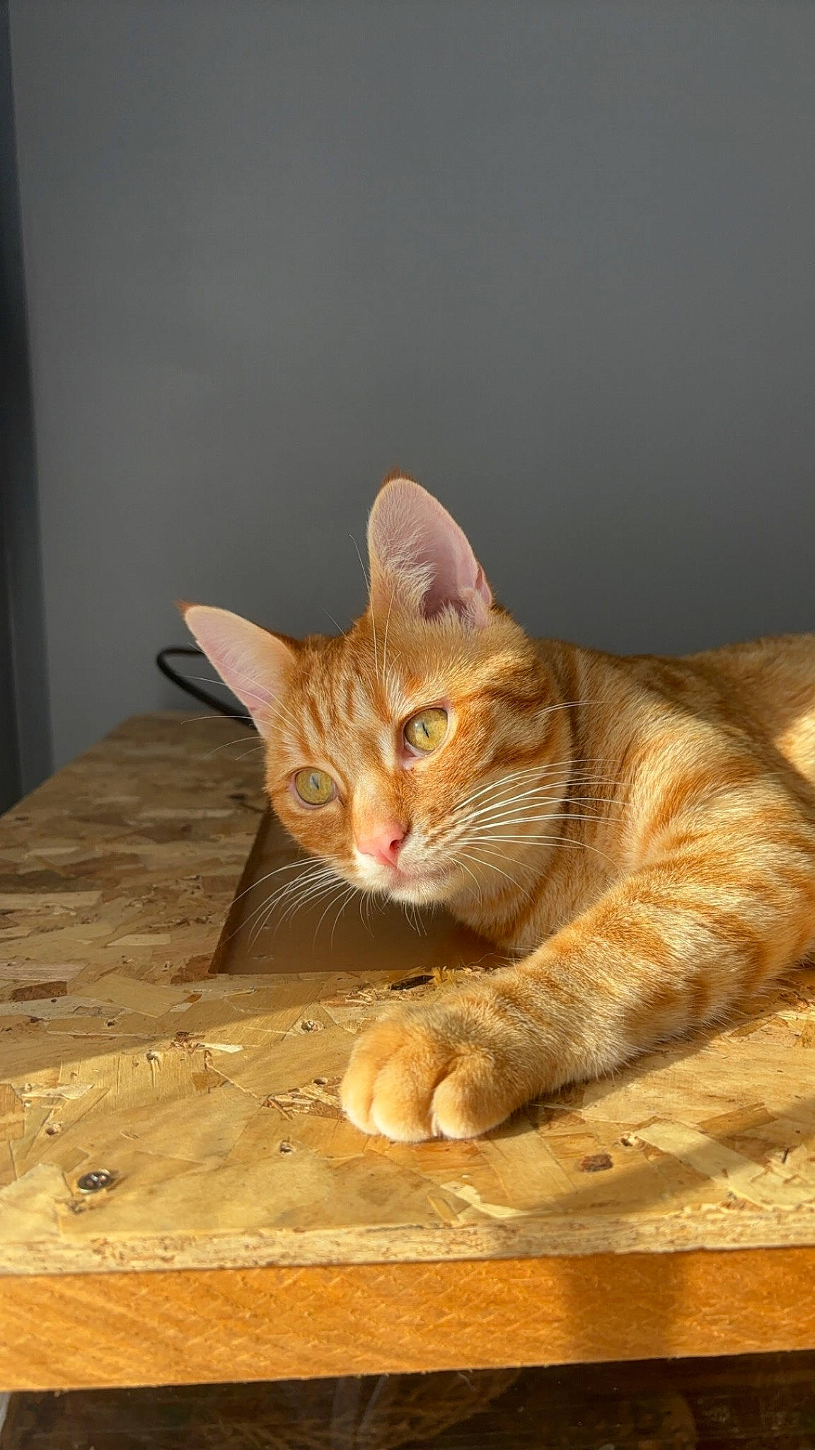 Rouky participe au concours pour gagner de l'argent avec cette photo : carnivore, cat, comfort, domestic_short_haired_cat, fawn, felidae, flooring, fur, hardwood, paw, sitting, small_to_medium_sized_cats, snout, table, tail, terrestrial_animal, varnish, whiskers, wood, wood_stain