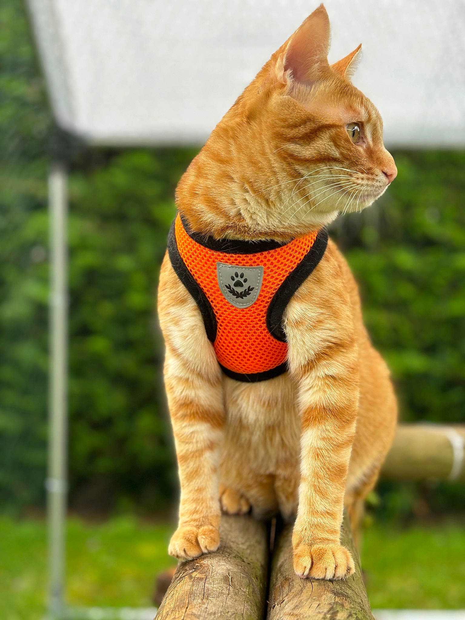 Rouky participe au concours pour gagner de l'argent avec cette photo : art, canidae, carnivore, cat, claw, collar, domestic_short_haired_cat, fawn, felidae, fur, gesture, grass, paw, small_to_medium_sized_cats, snout, tail, terrestrial_animal, whiskers, wildlife, window