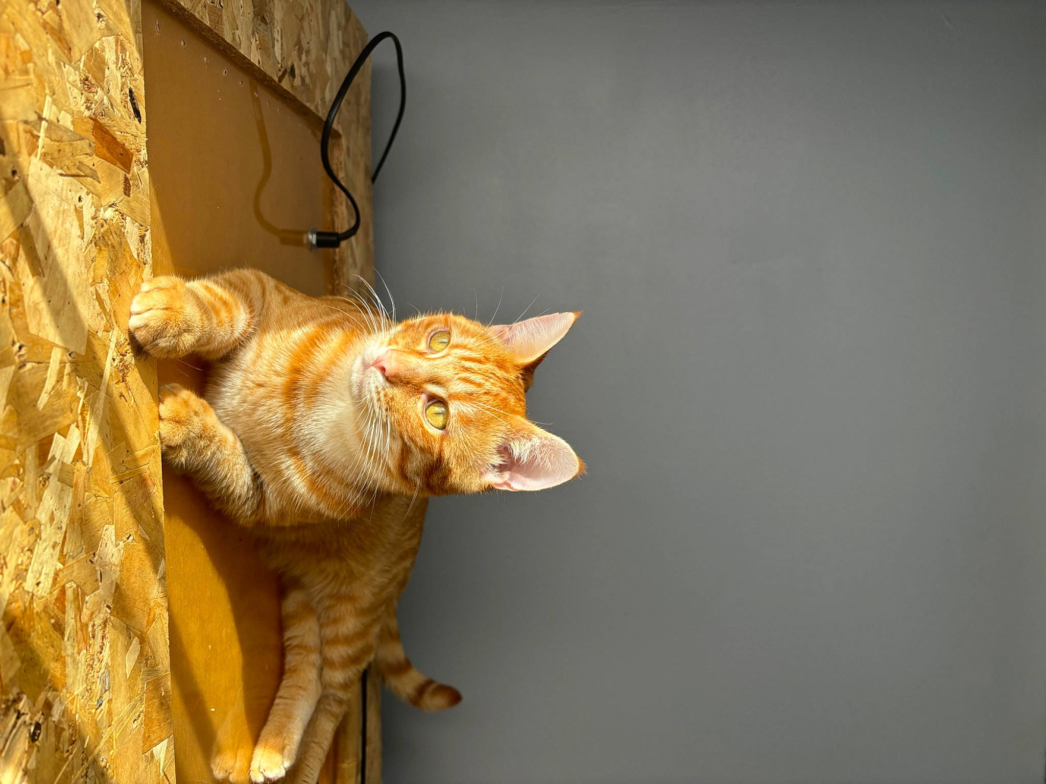 Rouky a rejoint le concours — aidez-le/la à gagner de superbes lots ! art, artifact, carnivore, carving, cat, claw, creative_arts, fawn, felidae, fur, metal, peach, sculpture, small_to_medium_sized_cats, snout, tail, terrestrial_animal, toy, whiskers, wood