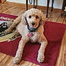 dog, curly_coat, pet, animal, portrait, indoors, living_room, hardwood_floor, rug, red_rug, furniture, collar, name_tag, sitting, lying_down, looking_at_camera, fluffy, brown_and_white, home, photography