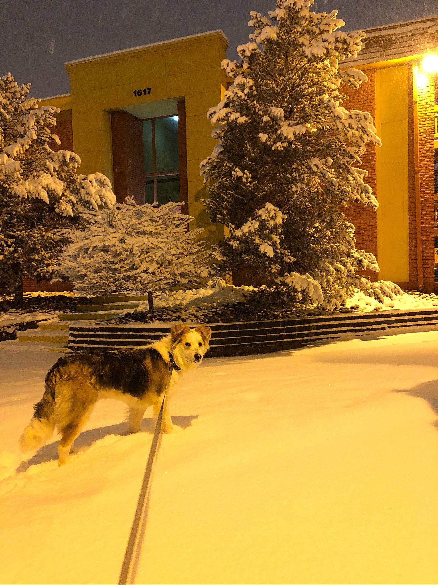 Maui is registered to the contest to win money with this photo: branch, canidae, carnivore, dog, home, house, plant, siberian_husky, sled_dog, snow, tree, winter, yellow