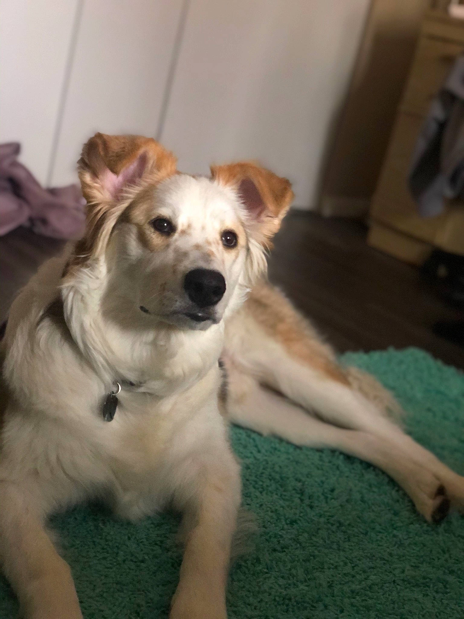 Maui is registered to the contest to win money with this photo: canidae, carnivore, companion_dog, dog, dog_breed, fawn, mammal, rare_breed_dog, small_greek_domestic_dog, snout, sporting_group, vertebrate