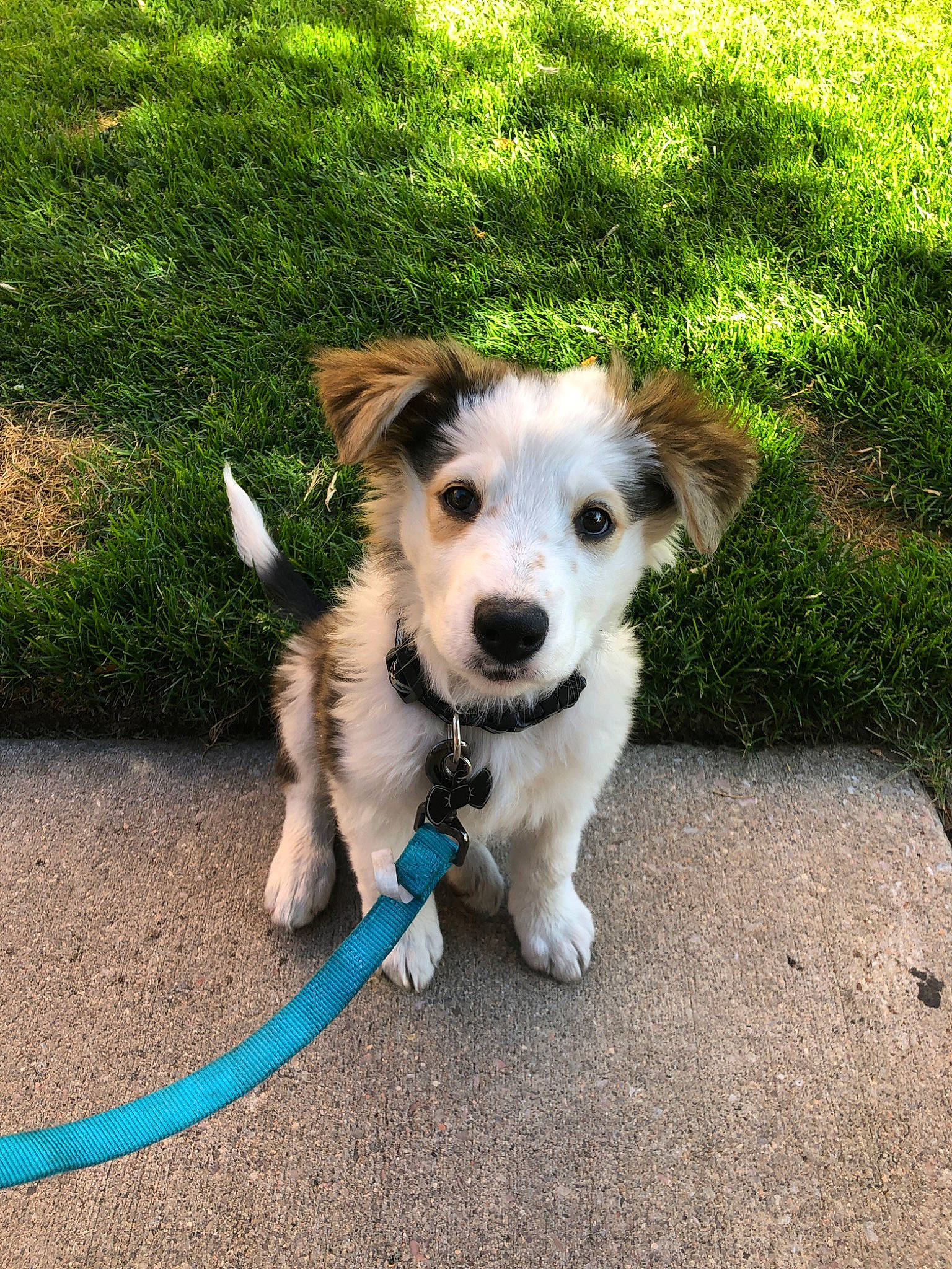 Maui is registered to the contest to win money with this photo: border_collie, canidae, carnivore, companion_dog, dog, dog_breed, mammal, puppy, rare_breed_dog, sporting_group, vertebrate, working_dog