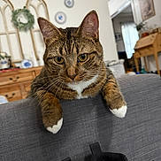 Lulu is registered to the contest to win money with this photo: cat, tabby_cat, indoor, couch, furniture, shoes, living_room, decor, wreath, plate, curious, pet, whiskers, paws, gray, brown, white, closeup, animal, houseplant