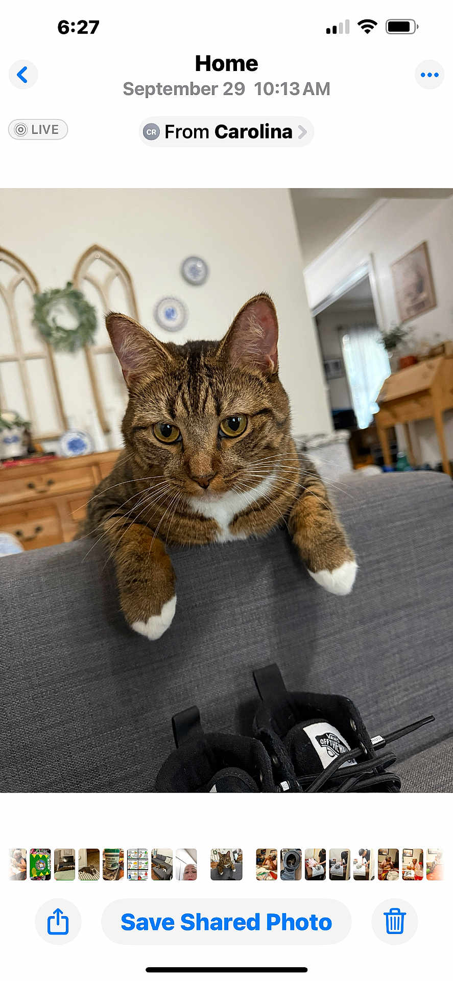 Lulu is registered to the contest to win money with this photo: cat, tabby_cat, indoor, couch, furniture, shoes, living_room, decor, wreath, plate, curious, pet, whiskers, paws, gray, brown, white, closeup, animal, houseplant