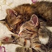 Harper And Holly joined the competition — help win amazing prizes! kitten, cat, sleeping, snuggling, cute, furry, pet, animal, closeup, paw, whiskers, tabby, fur, resting, indoor, cozy, soft, blanket, peaceful, adorable