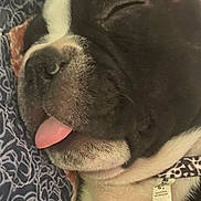 Milo joined the competition — help win amazing prizes! animal, black_and_white, blanket, close_up, collar, cozy, cute, dog, domestic_animal, face, fur, indoors, peaceful, pet, portrait, relaxed, resting, sleeping, snout, tongue_out