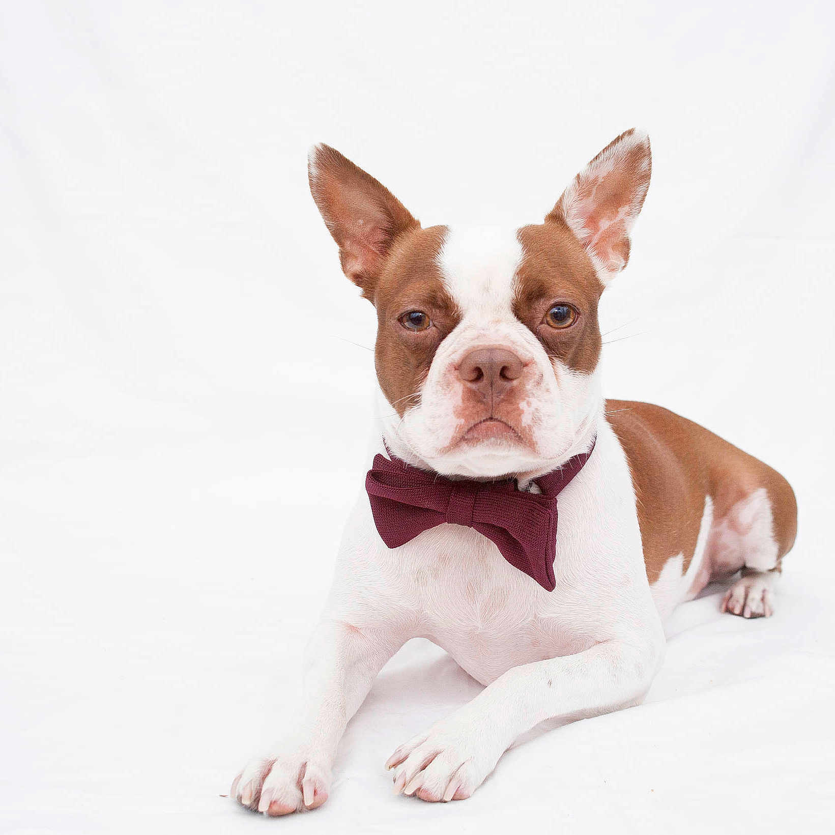 Gus is registered to the contest to win money with this photo: