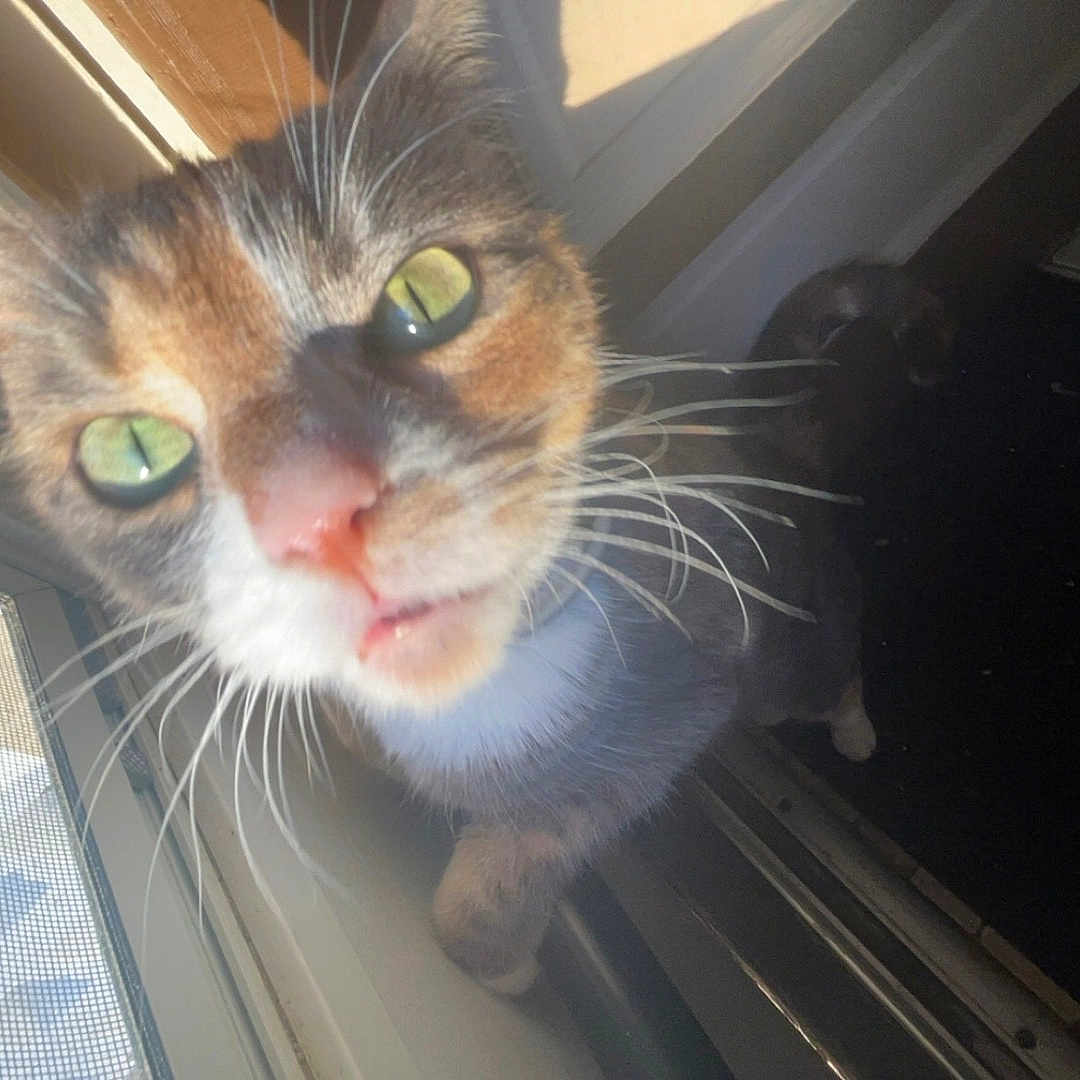 Callie joined the competition — help win amazing prizes! abyssinian, animal, architecture, building, cat, door, face, head, house, housing, kitten, manx, outdoors, person, pet, porch, shelter, slate, window, windowsill