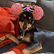 Luci is registered to the contest to win money with this photo: animal, birthday_hat, black_and_tan, casual, celebration, couch, cozy, cute, dog, domestic_animal, fabric, furniture, indoor, orange_sweater, paw, person, pet, relaxed, resting, small_dog