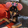 animal, birthday_hat, black_and_tan, casual, celebration, couch, cozy, cute, dog, domestic_animal, fabric, furniture, indoor, orange_sweater, paw, person, pet, relaxed, resting, small_dog