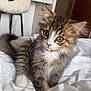 Teddy is registered to the contest to win money with this photo: kitten, cat, pet, fur, whiskers, bed, blanket, white, indoor, cute, animal, collar, young, feline, curious, sitting, fluffy, tabby, domestic, soft