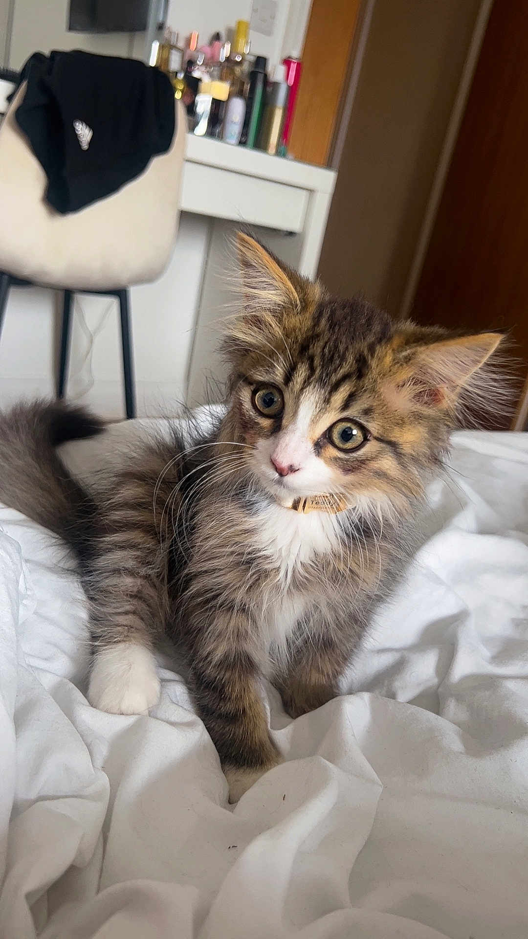 Teddy