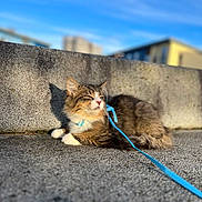 Teddy is registered to the contest to win money with this photo: cat, tabby, leash, collar, concrete, stone_wall, outdoor, sunlight, blue_sky, feline, pet, relaxed, animal, fluffy, paw, resting, nature, daylight, mammal, domestic