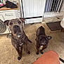 air_conditioner_unit, animal, black_dog, brown_dog, concrete_floor, curious, dog, domestic_animal, door, ears_up, leg, looking_up, mat, outdoor, pets, shadow, sunlight, table, three_dogs, waiting