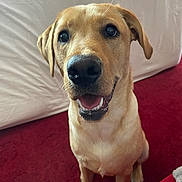 Stiles is registered to the contest to win money with this photo: animal, canine, carpet, companion, dog, domestic_animal, ears, friendly_expression, fur, golden_color, indoor, looking_up, nose, open_mouth, pet, portrait, red_carpet, sitting, whiskers, white_backdrop