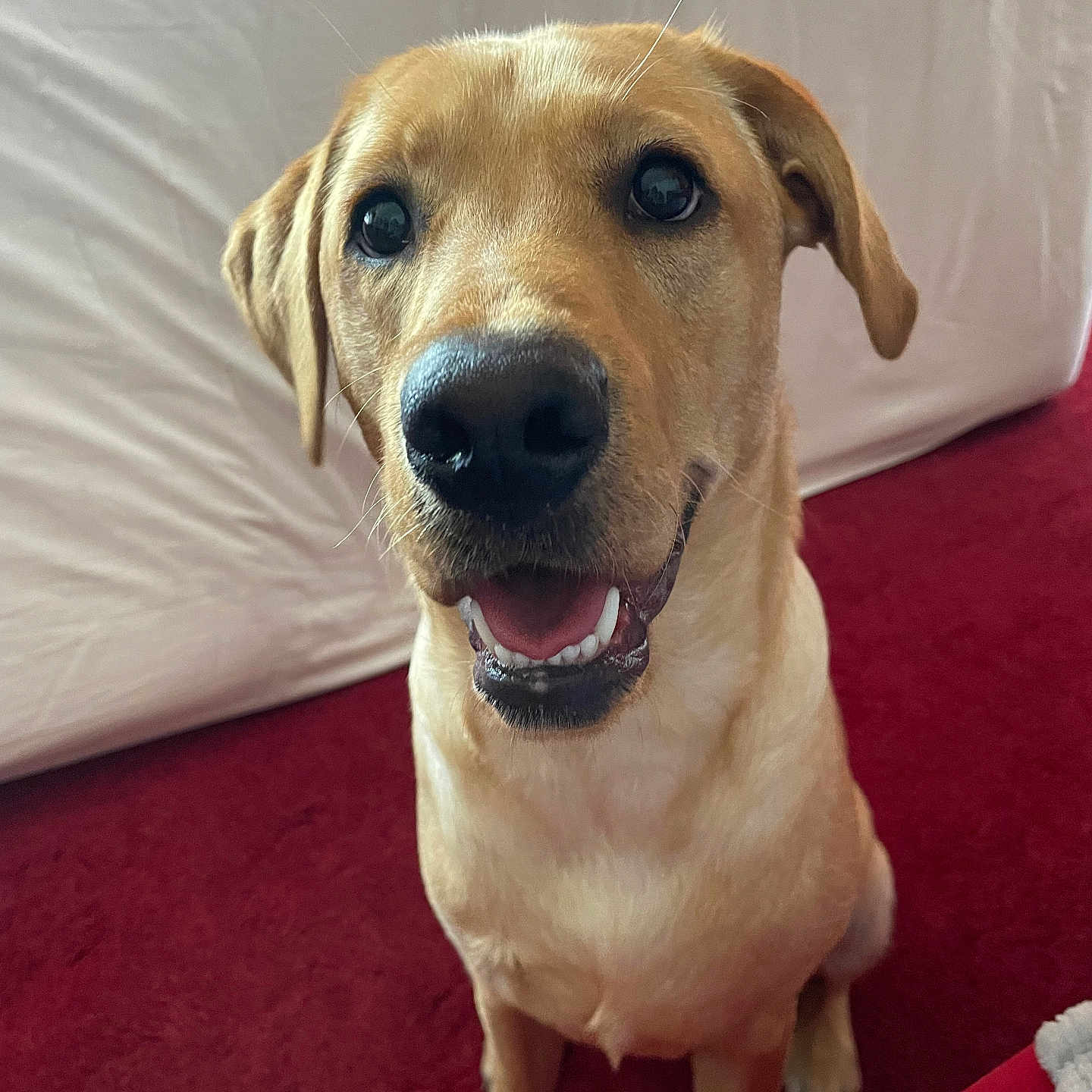 Stiles is registered to the contest to win money with this photo: animal, canine, carpet, companion, dog, domestic_animal, ears, friendly_expression, fur, golden_color, indoor, looking_up, nose, open_mouth, pet, portrait, red_carpet, sitting, whiskers, white_backdrop