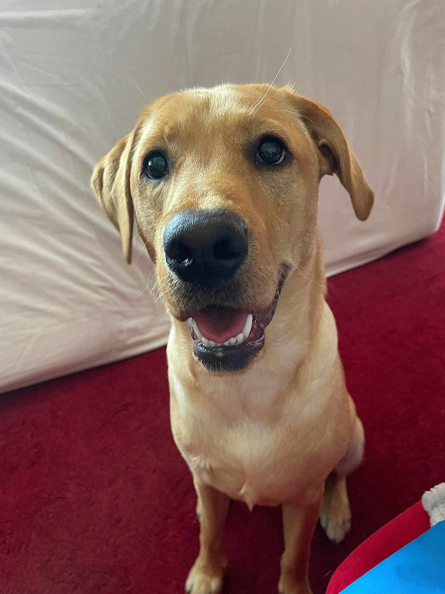 Stiles is registered to the contest to win money with this photo: animal, canine, carpet, companion, dog, domestic_animal, ears, friendly_expression, fur, golden_color, indoor, looking_up, nose, open_mouth, pet, portrait, red_carpet, sitting, whiskers, white_backdrop