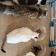 Absol participe au concours pour gagner de l'argent avec cette photo : animal, black_and_white_cat, bowl, box, cat, cats, domestic, drying_rack, eating, feeding, feline, floor, food, fur, household, indoor, kitchen, pet, tabby, white_cat