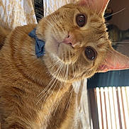 Pablo is registered to the contest to win money with this photo: cat, orange_tabby, bowtie, pet, indoor, bed, blanket, fur, whiskers, ears, eyes, closeup, comfort, sunlight, window_blinds, relaxation, domestic_animal, cute, curious, portrait