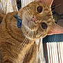 cat, orange_tabby, bowtie, pet, indoor, bed, blanket, fur, whiskers, ears, eyes, closeup, comfort, sunlight, window_blinds, relaxation, domestic_animal, cute, curious, portrait