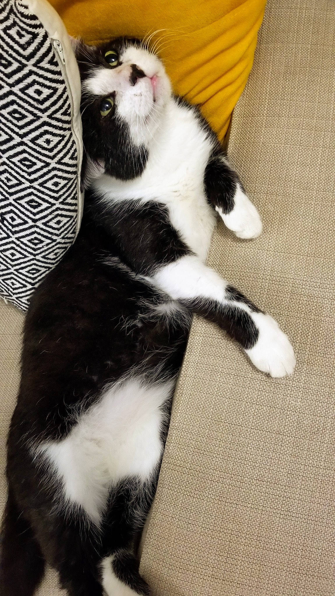 Lancelot participe au concours pour gagner de l'argent avec cette photo : canidae, carnivore, cat, claw, comfort, companion_dog, dog_breed, fawn, felidae, foot, fur, paw, plant, sitting, small_to_medium_sized_cats, snout, tail, terrestrial_animal, whiskers