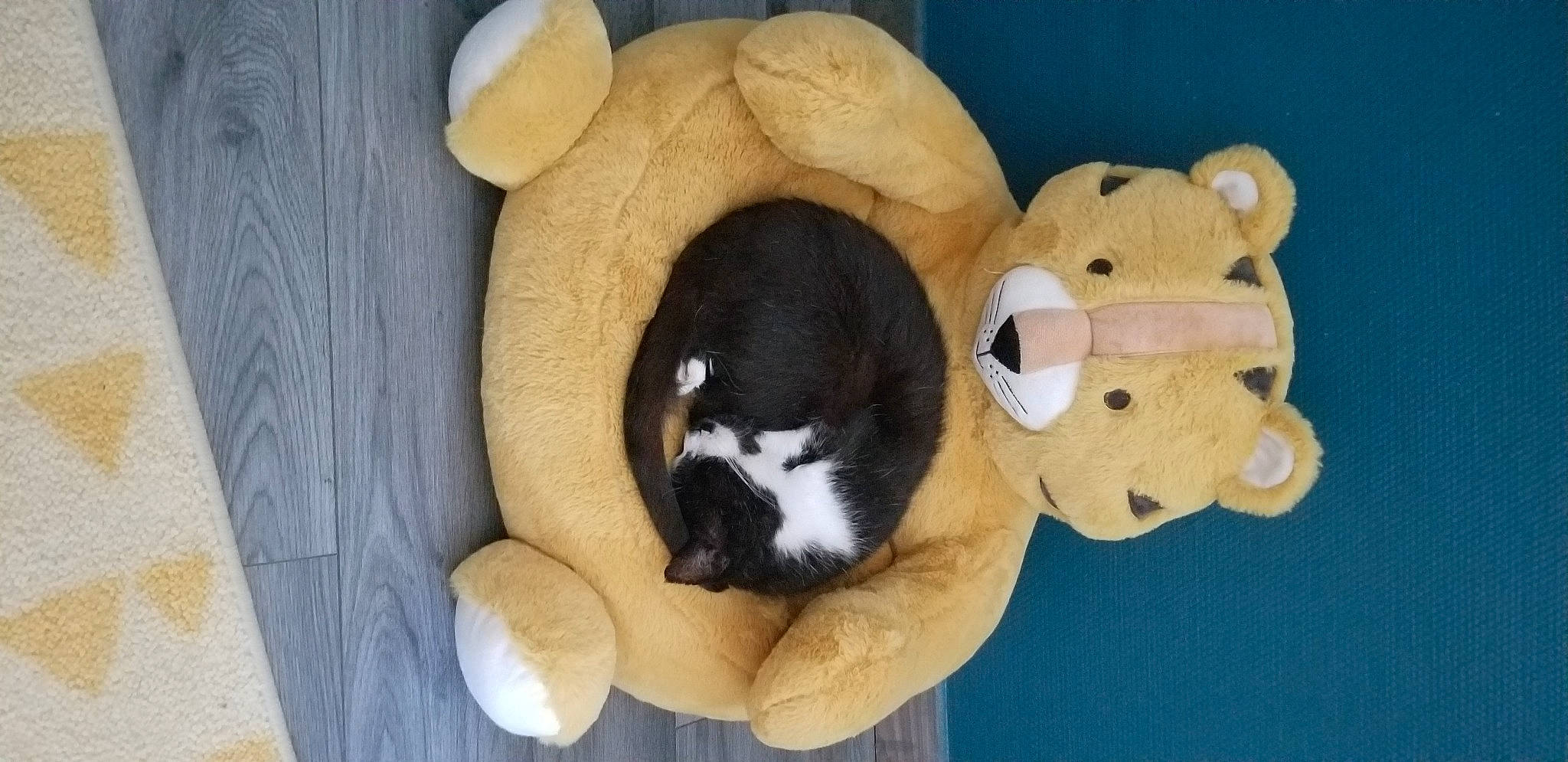 Lancelot a rejoint le concours — aidez-le/la à gagner de superbes lots ! carnivore, cat_supply, comfort, companion_dog, dog_breed, fawn, fur, pet_supply, plush, snout, stuffed_toy, tail, teddy_bear, terrestrial_animal, toy, wood, working_animal