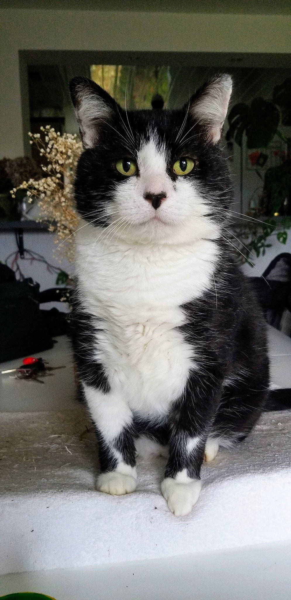 Lancelot a rejoint le concours — aidez-le/la à gagner de superbes lots ! carnivore, cat, claw, domestic_short_haired_cat, eye, felidae, foot, formal_wear, fur, paw, plant, sitting, small_to_medium_sized_cats, snout, tail, whiskers, window