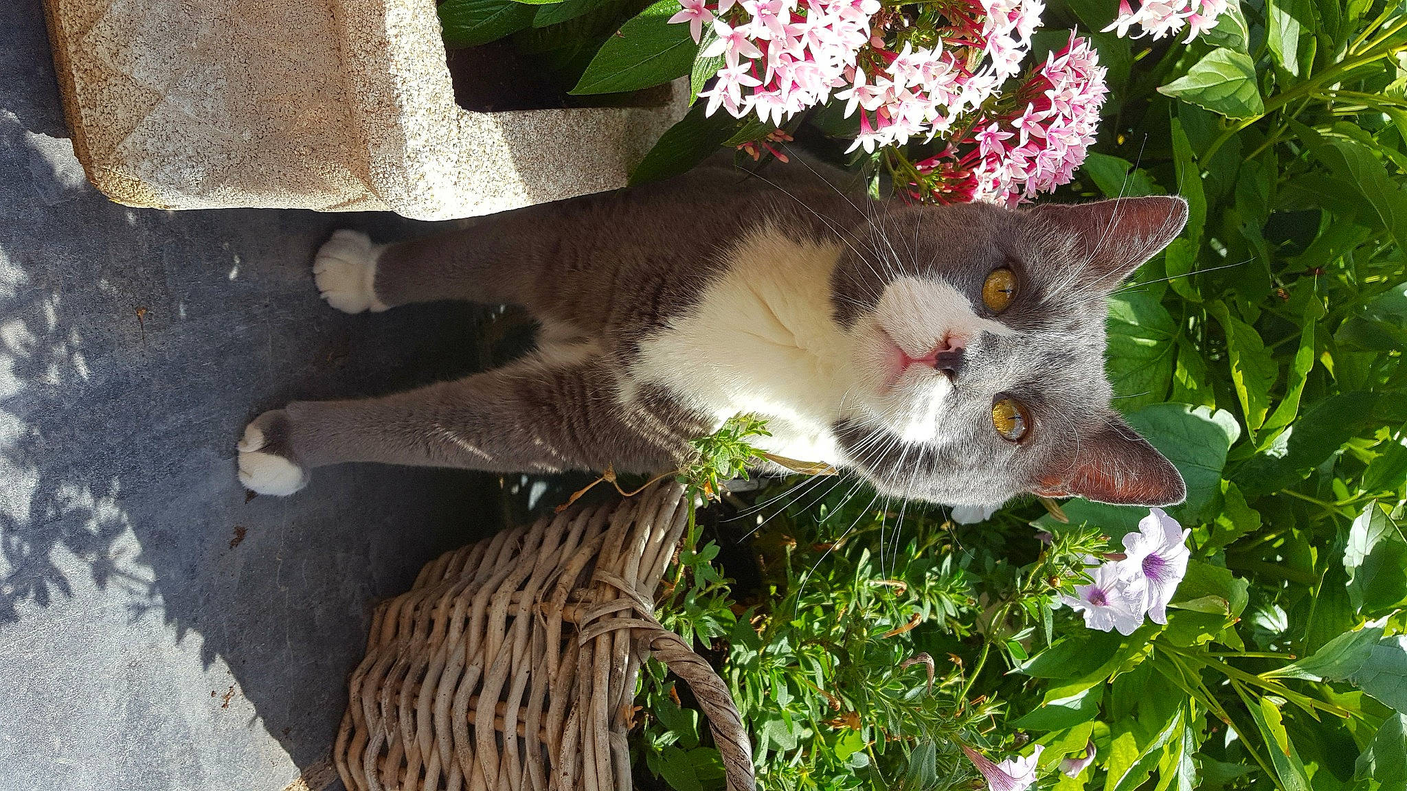 César participe au concours pour gagner de l'argent avec cette photo : annual_plant, carnivore, cat, collar, domestic_short_haired_cat, fawn, felidae, flower, flowering_plant, grass, groundcover, herbaceous_plant, petal, plant, shrub, small_to_medium_sized_cats, snout, tail, terrestrial_animal, whiskers