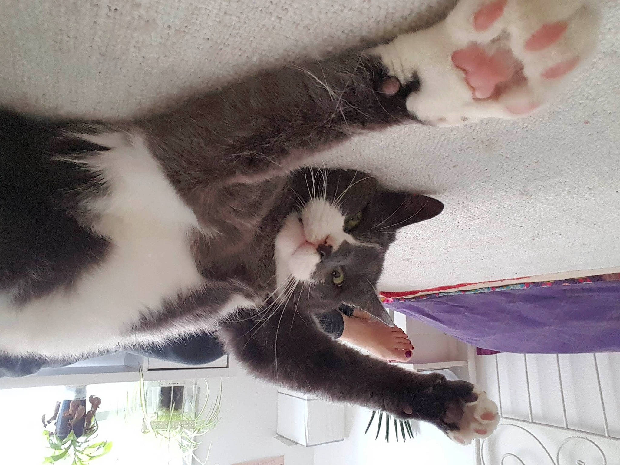 César participe au concours pour gagner de l'argent avec cette photo : carnivore, cat, claw, comfort, domestic_short_haired_cat, felidae, foot, fur, gesture, human_leg, paw, plant, small_to_medium_sized_cats, snapshot, tail, whiskers, white