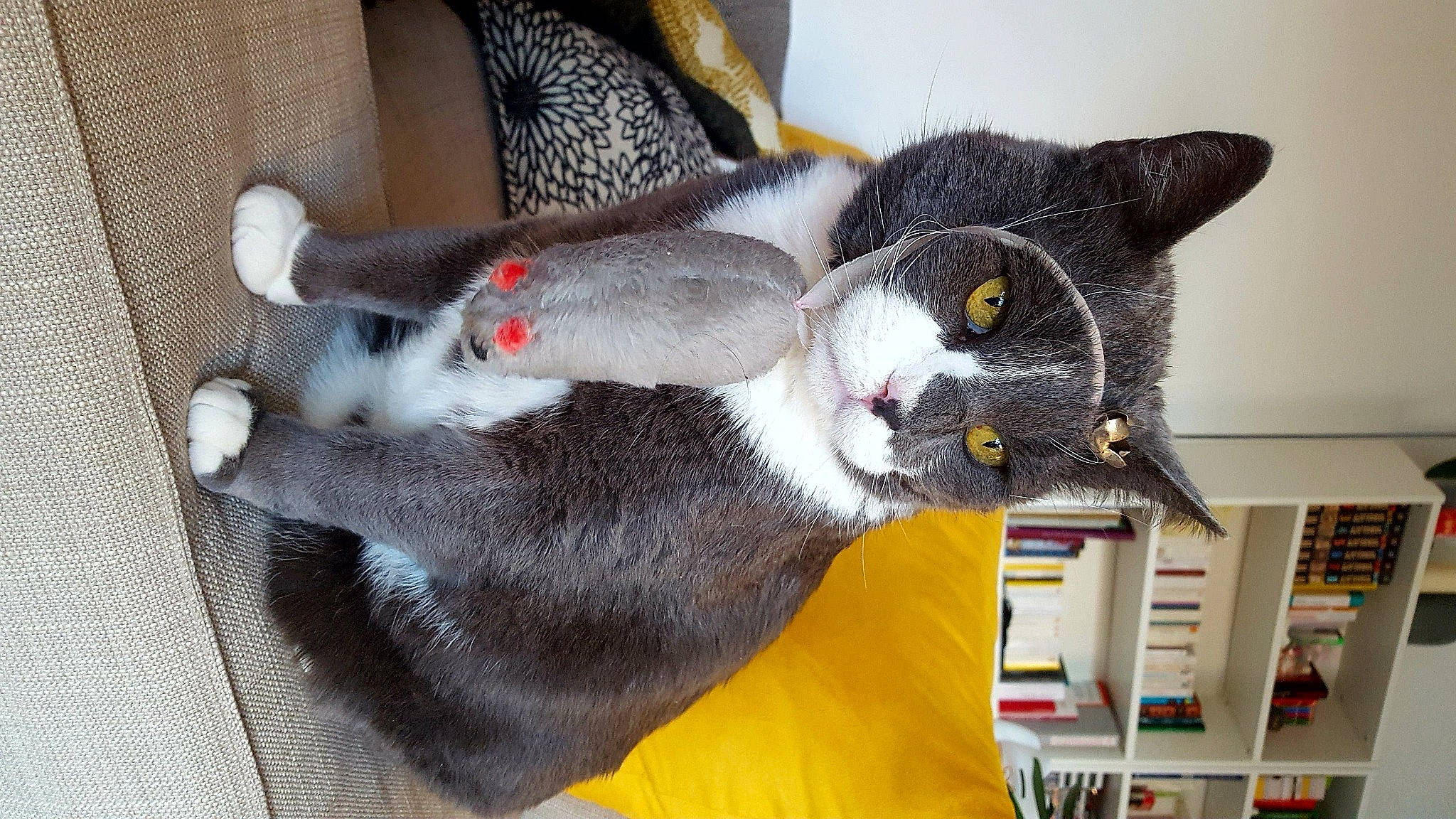 César participe au concours pour gagner de l'argent avec cette photo : bookcase, carnivore, cat, claw, collar, comfort, domestic_short_haired_cat, felidae, fur, grey, paw, shelf, shelving, small_to_medium_sized_cats, tail, whiskers