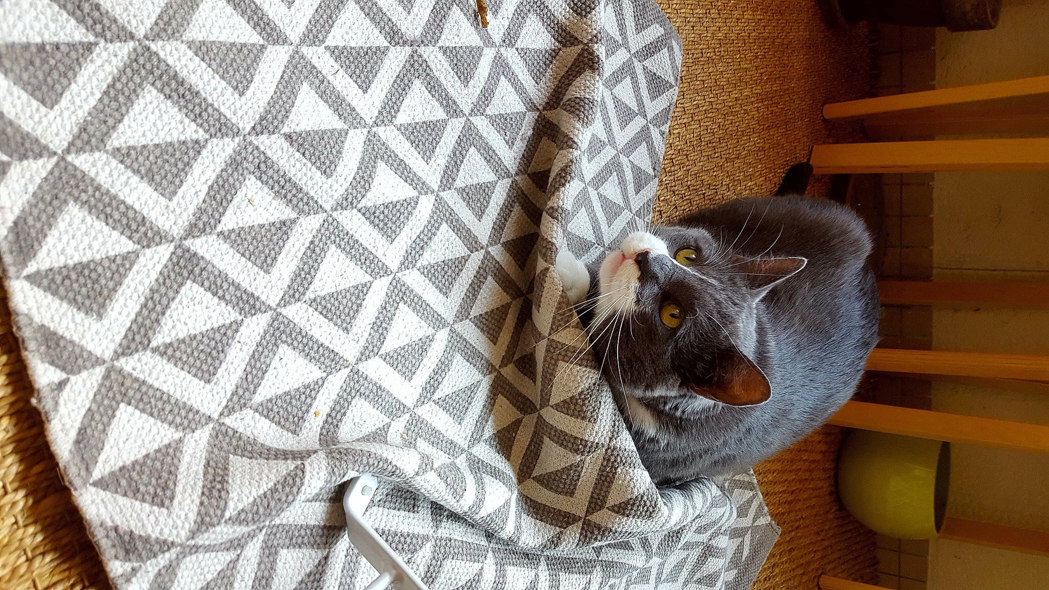 César a rejoint le concours — aidez-le/la à gagner de superbes lots ! animal_shelter, carnivore, cat, cat_supply, comfort, domestic_short_haired_cat, fawn, felidae, fur, grey, linens, pattern, pet_supply, plaid, sleeve, small_to_medium_sized_cats, tail, tartan, whiskers, window