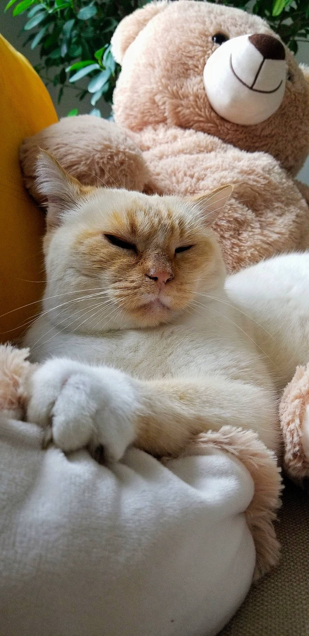 Albus a rejoint le concours — aidez-le/la à gagner de superbes lots ! carnivore, cat, claw, coffee_cup, comfort, fawn, felidae, fur, mug, paw, saucer, serveware, small_to_medium_sized_cats, snout, tail, teacup, terrestrial_animal, whiskers