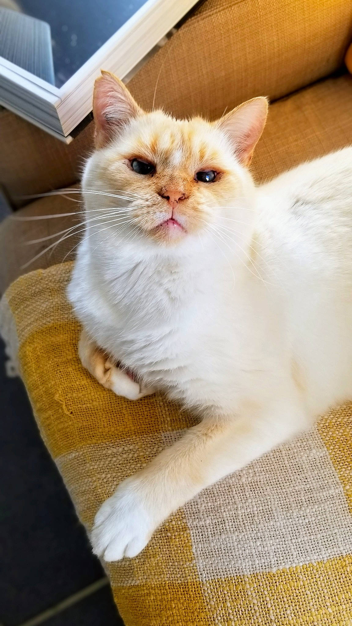 Albus a rejoint le concours — aidez-le/la à gagner de superbes lots ! carnivore, cat, claw, comfort, domestic_short_haired_cat, fawn, felidae, fur, paw, pet_supply, small_to_medium_sized_cats, snout, tail, whiskers, window