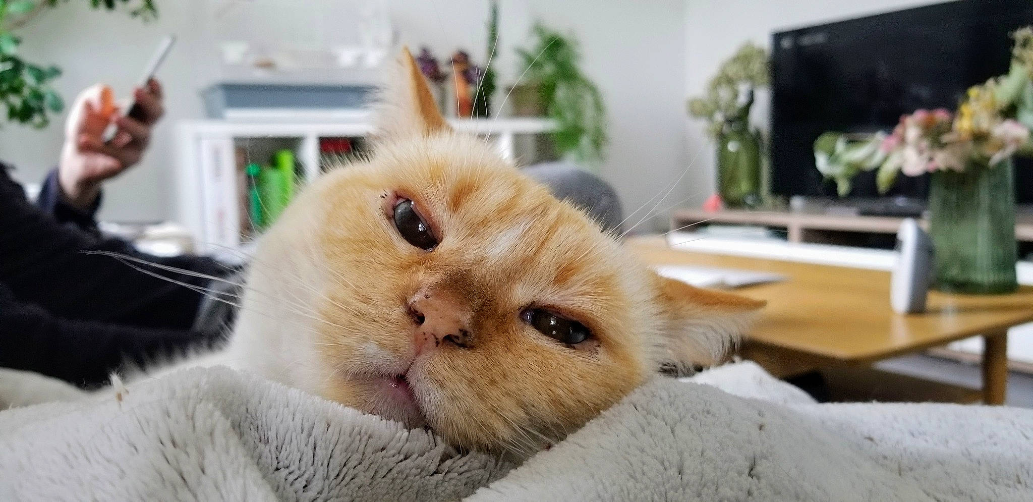 Albus a rejoint le concours — aidez-le/la à gagner de superbes lots ! carnivore, cat, companion_dog, domestic_short_haired_cat, felidae, fur, houseplant, paw, plant, small_to_medium_sized_cats, snout, terrestrial_animal, whiskers, wood