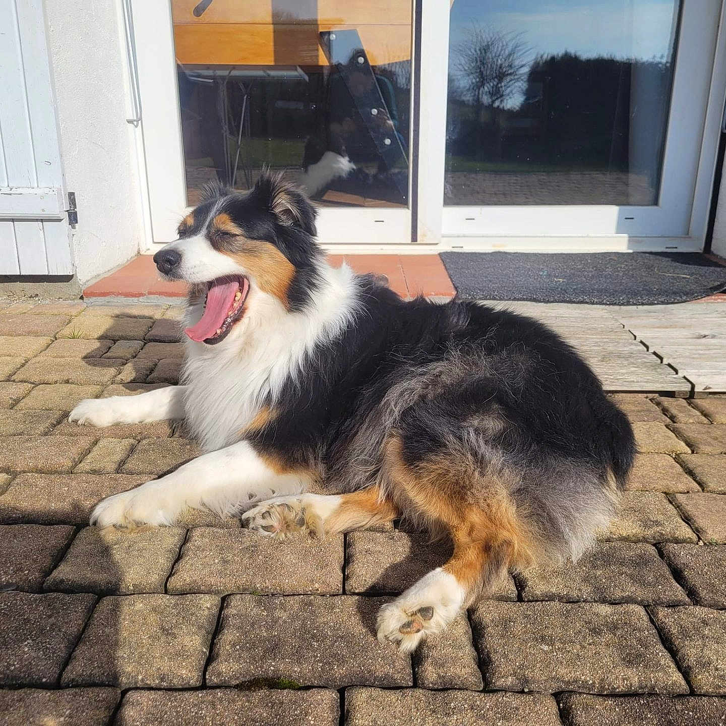 Mapple a rejoint le concours — aidez-le/la à gagner de superbes lots ! animal, canine, daylight, dog, door, fur, garden_reflection, glass_door, house, outdoor, pet, quiet, reflection, relaxed, resting, shadow, stone_patio, sunlight, tricolor, yawning