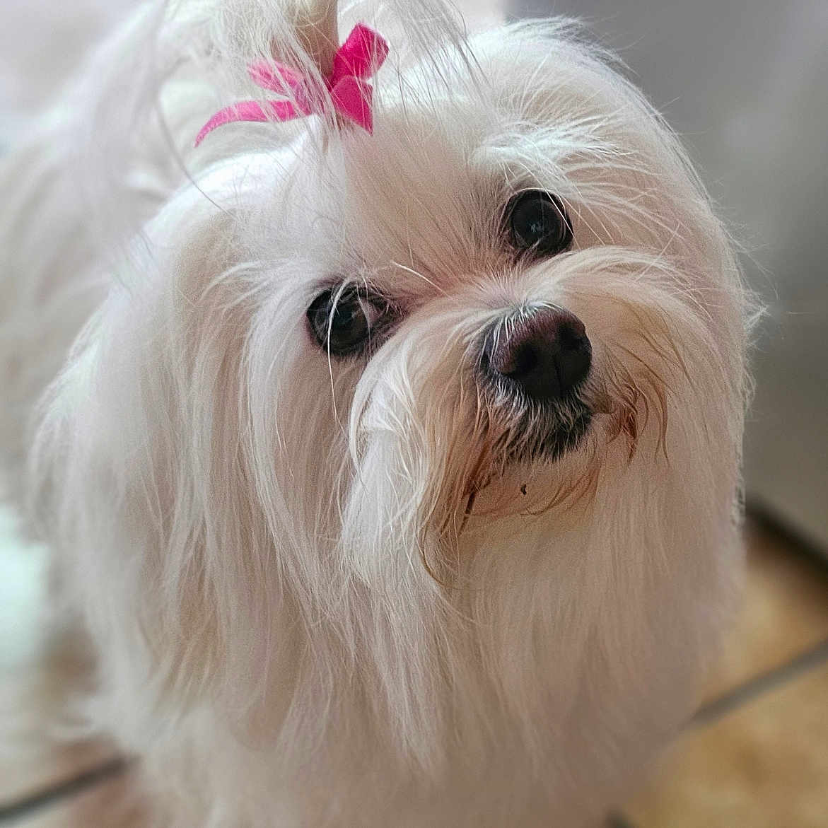 Janka participe au concours pour gagner de l'argent avec cette photo : adorable, animal, bow, close_up, companion, curious, cute, dog, domestic_animal, floor, fluffy, friendly, fur, indoor, looking_up, pet, portrait, small_dog, tile, white