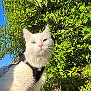 Khéops a rejoint le concours — aidez-le/la à gagner de superbes lots ! cat, white_cat, heterochromia, blue_eye, brown_eye, pet_harness, outdoor, greenery, foliage, sunlight, nature, animal, mammal, whiskers, cute, curious, portrait, garden, summer, daylight