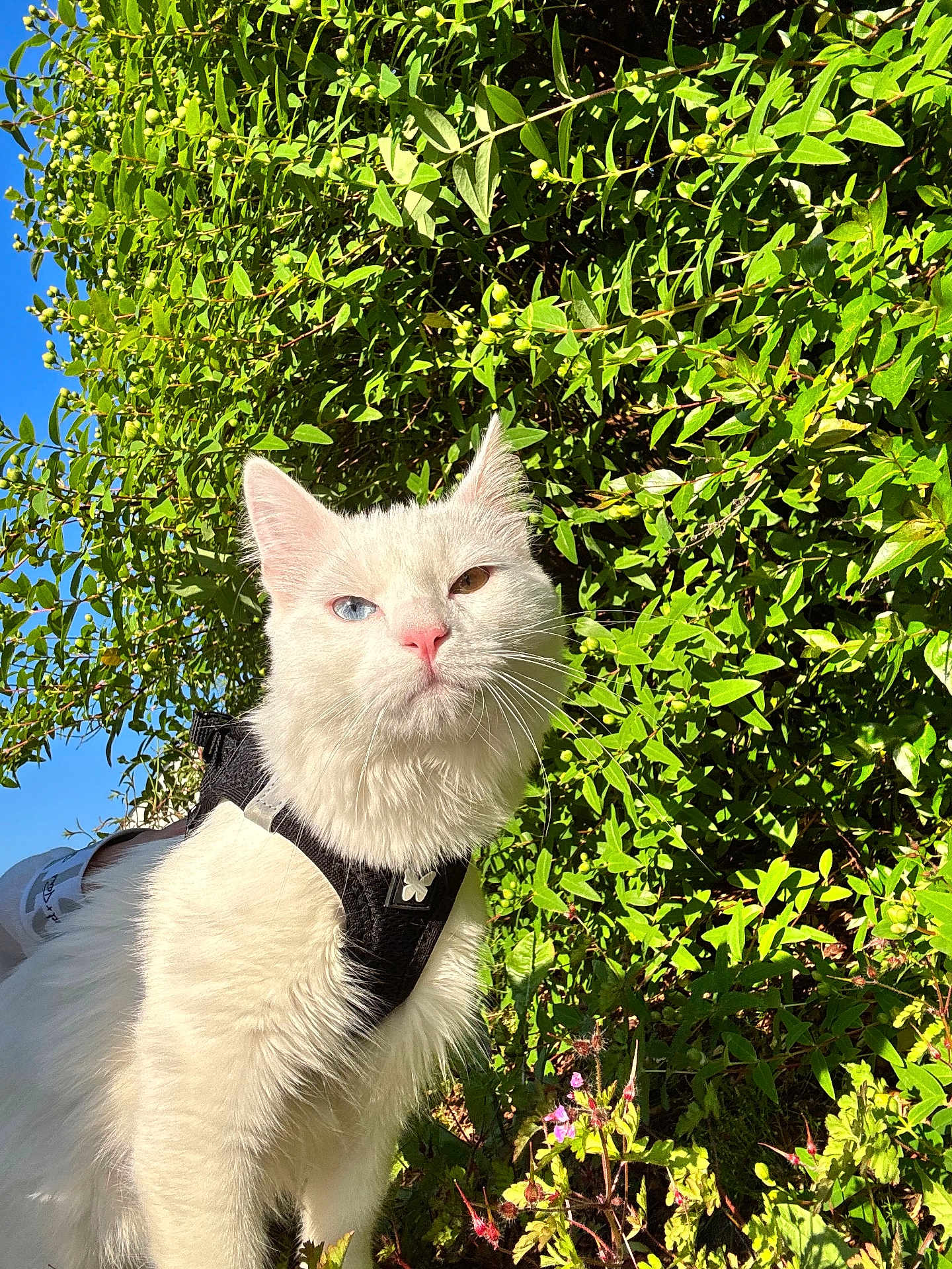 Khéops a rejoint le concours — aidez-le/la à gagner de superbes lots ! cat, white_cat, heterochromia, blue_eye, brown_eye, pet_harness, outdoor, greenery, foliage, sunlight, nature, animal, mammal, whiskers, cute, curious, portrait, garden, summer, daylight