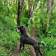 Réglisse participe au concours pour gagner de l'argent avec cette photo : dog, black_dog, forest, trail, trees, greenery, nature, outdoor, canine, animal, tongue_out, collar, path, sunlight, plants, flora, woodland, standing, alert, daylight