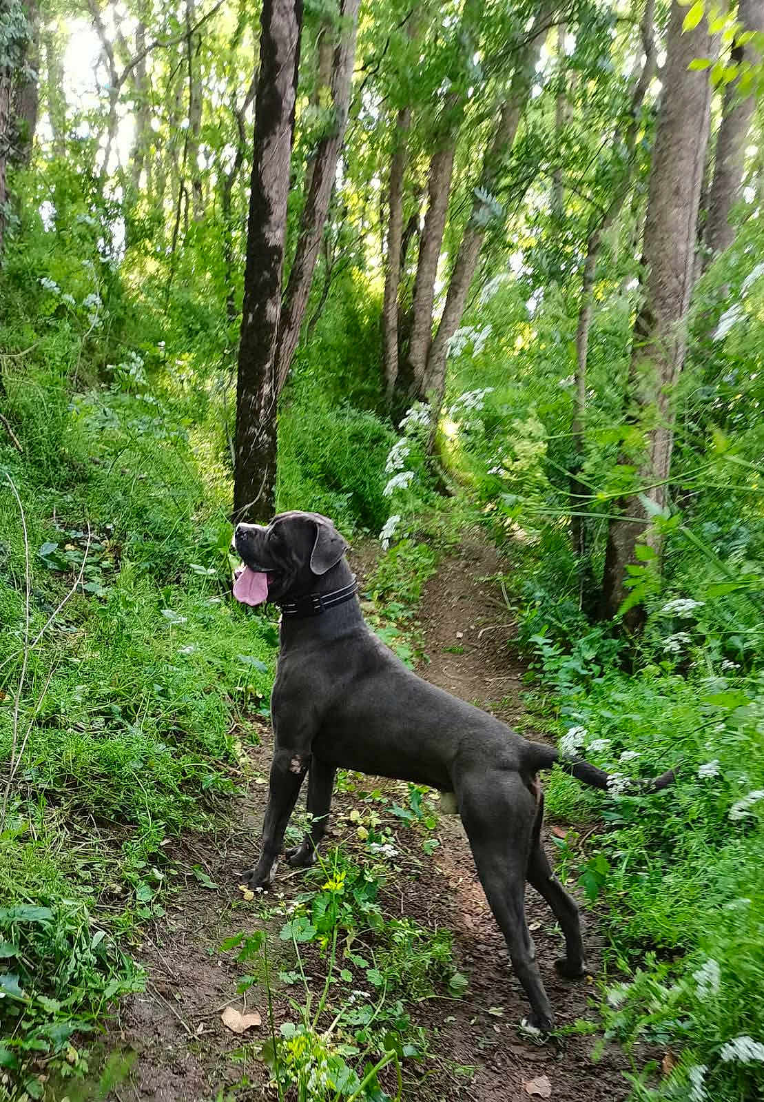 Réglisse participe au concours pour gagner de l'argent avec cette photo : dog, black_dog, forest, trail, trees, greenery, nature, outdoor, canine, animal, tongue_out, collar, path, sunlight, plants, flora, woodland, standing, alert, daylight