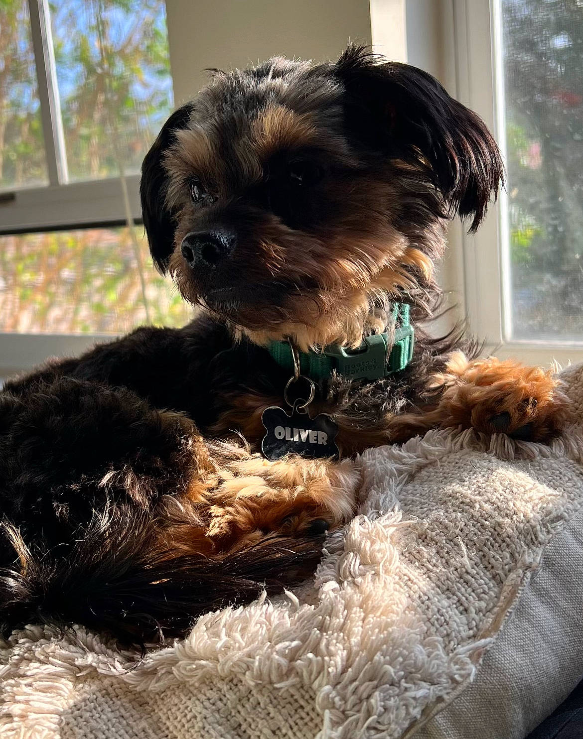 Oliver joined the competition — help win amazing prizes! canidae, carnivore, collar, companion_dog, dog, dog_breed, dog_supply, fawn, liver, maltepoo, pet_supply, puppy_love, small_terrier, snout, sporting_group, terrier, toy_dog, water_dog, window, working_animal