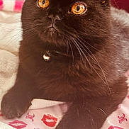 Pablito joined the competition — help win amazing prizes! amber_eyes, animal, bell, black_cat, blanket, cat, closeup, collar, cozy, cute, domestic_cat, feline, fur, indoor, lip_prints, paw, pet, pink_blanket, relaxed, whiskers